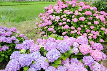Obraz premium 紫陽花と田んぼ