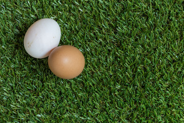 Friendship concept : two eggs lie next to each other