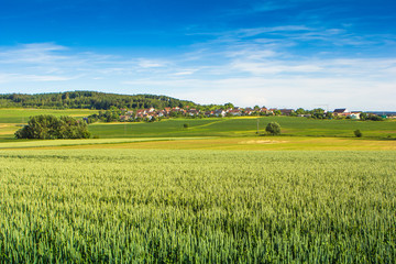 Fototapeta premium Roggenfeld