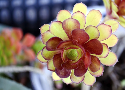 two colored flower