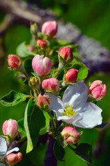 Obraz premium apple tree blossoms