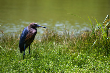 Heron in St Petersburg, Florida, USA