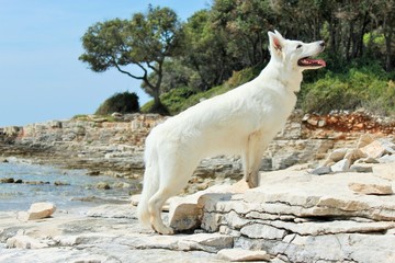 Schäferhund am Meer