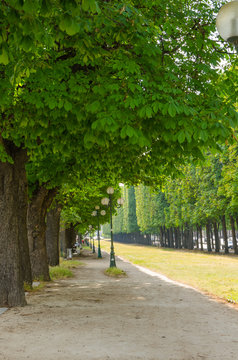 All&eacute;e d'un parc parisien