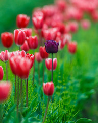 single purple tulip stands out from the rest of red tulips