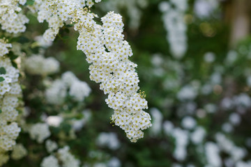 spirea bush with white flowers in the garden