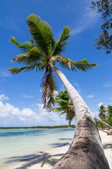 natürlicher Strand mit einer Palme in der dominikanischen Republik