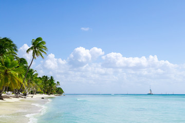 Fototapeta na wymiar natürlicher Strand mit Palmen in der dominikanischen Republik
