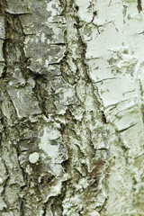 Old tree texture background
