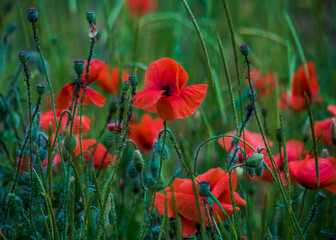 flowers poppies field colors nature meadow green red summer plan