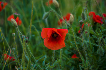 flowers poppies field colors nature meadow green red summer plan