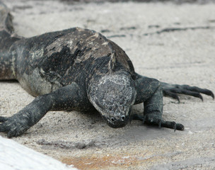 Iguane des Galapagos
