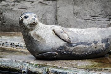 Obraz premium Common seal