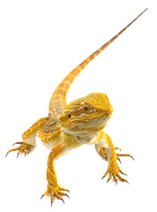 Bearded dragon - Pogona vitticeps on a white background