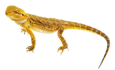 Fototapeta premium Bearded dragon - Pogona vitticeps on a white background