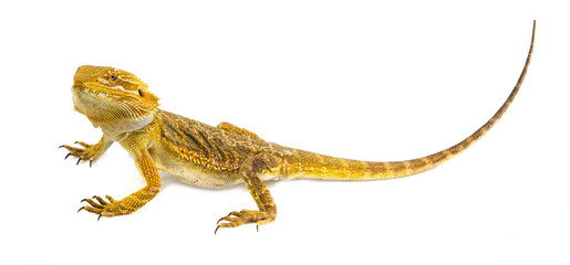 Bearded dragon - Pogona vitticeps on a white background
