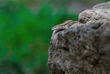 Small lizard on a rock