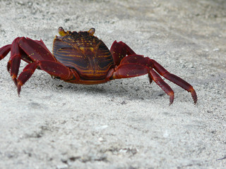 Crabe Galapagos