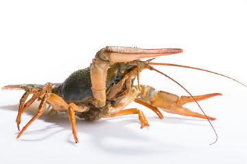 Crayfish on a white background