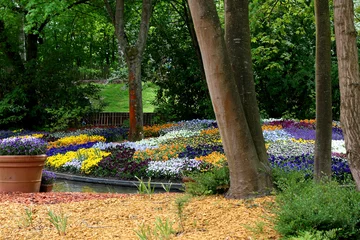 Fotobehang Viooltje Blooming pansies pansy flower flowers.  © Kunz Husum