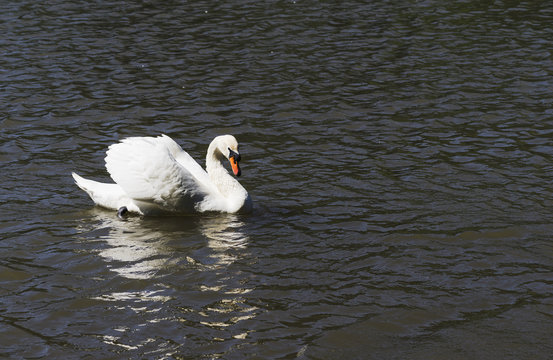 Swan floating on the lake in the summer.