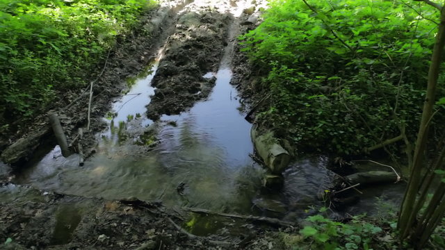 Forest road in the swamp meadow