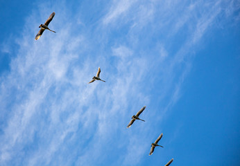 Migrating Tundra Swans in Flight