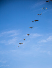 Migrating Tundra Swans in Flight