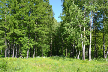 Obraz premium Trees in a summer forest.