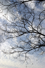 Gałęzie na tle błękitnego nieba