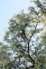 Kwieciste drzewo - białe kwiaty