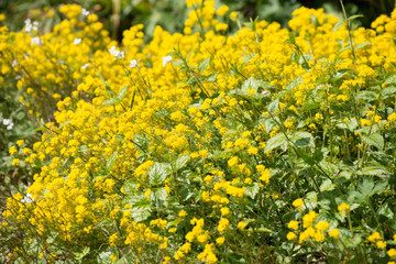 Lamier jaune