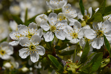 Cherry tree blossom