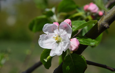 Obraz na płótnie Canvas Apple tree blossom