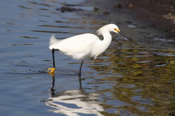 Snowy Egret (Egretta thula)