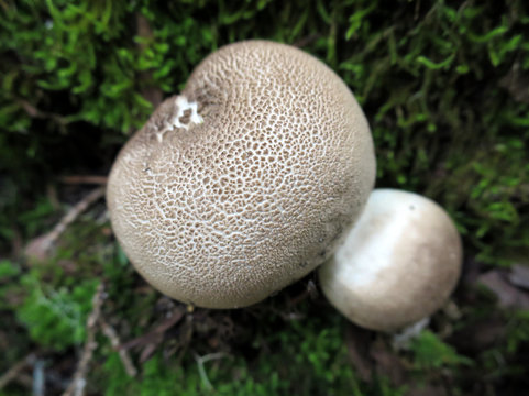 Scleroderma Citrinum Mushroom