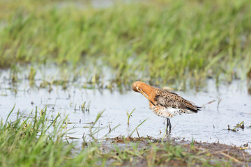 black-tailed godwit
