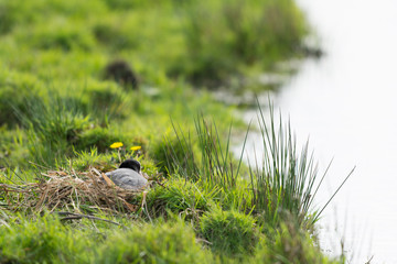 Coot on nest