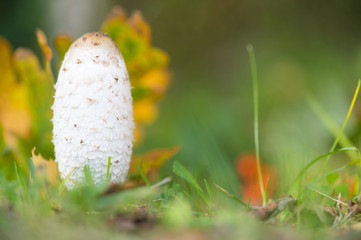  shaggy ink cap