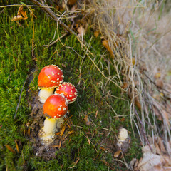 Fly Amanita