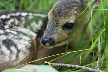 fawn in the wild