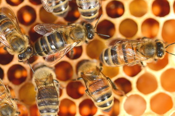 pszczoły na plastrze miodu    - obrazy, fototapety, plakaty