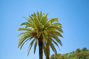 Obraz premium The Palm