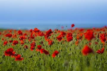 Fototapeta na wymiar Poppy field with blue sky, Polly Joke, Crantock, Cornwall, UK