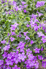 summer flower / violet bellflower with small flowers