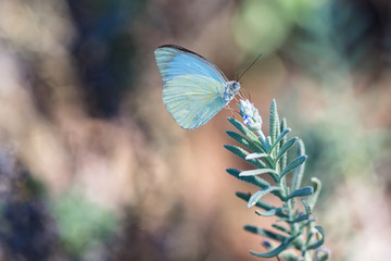 Blue butterfly feeding on pollen