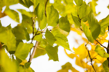 yellow leaves against   sky.
