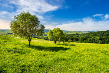 few trees on hillside meadow at sunrise