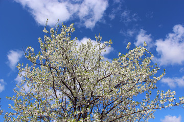 branch of blossoming tree of plum on background of the blue sky