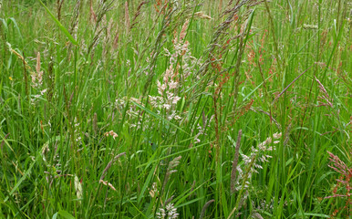 Diverse grasses and seed heads